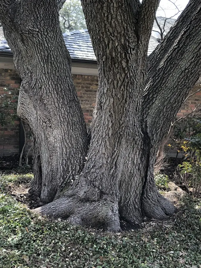 Mature heritage tree close to a Beattyville property cared for by certified arborists